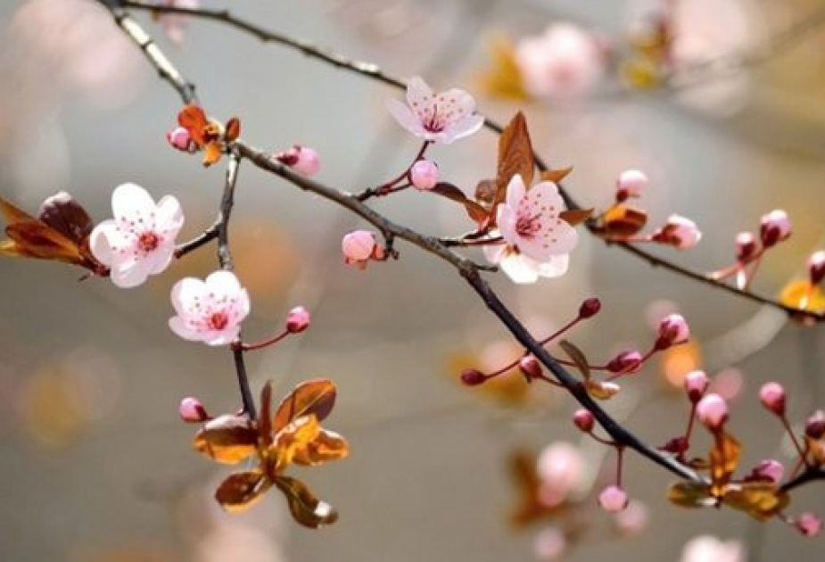 В Азербайджан пришла весна