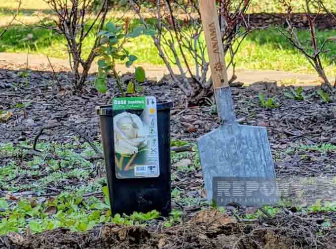 В США отметили Новруз символической посадкой розы в посольстве Азербайджана