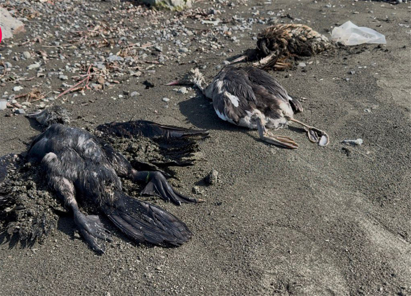 В Лянкяране зафиксирована массовая гибель птиц