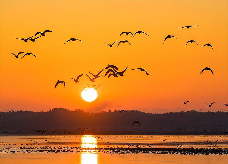 Ученый: конфликт на Ближнем Востоке угрожает популяции перелетных птиц