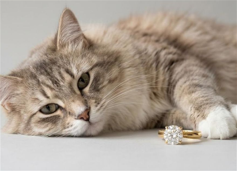 Российские ювелиры стали делать бриллианты из шерсти питомцев