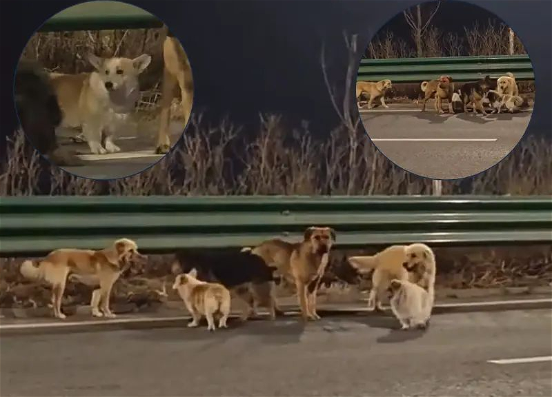 В Китае семь собак во главе с корги прошли 17 км, чтобы вернуться к хозяевам