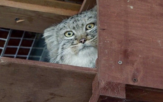 Манул Тимофей останется без невесты