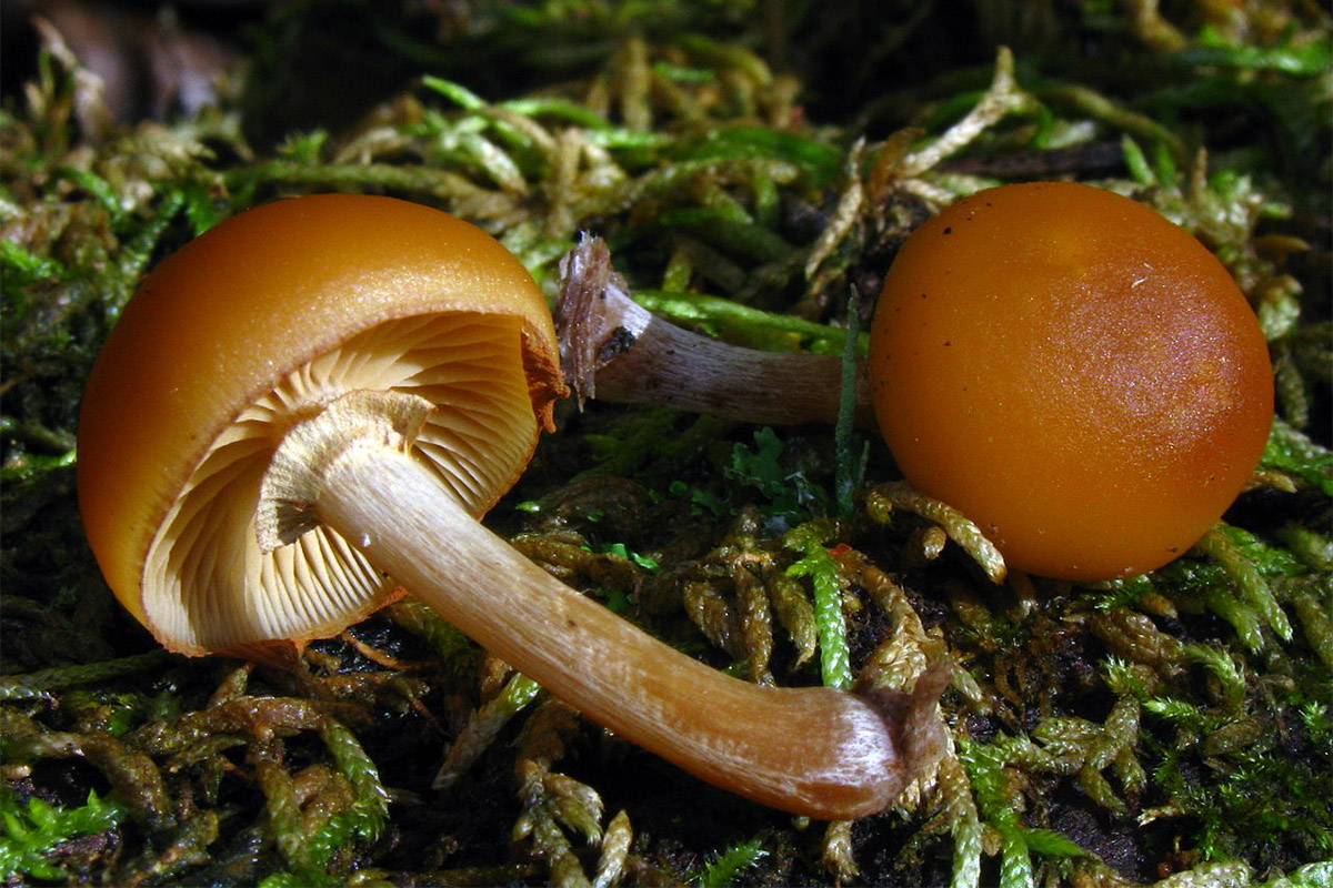 Житель Тертера отравился грибами