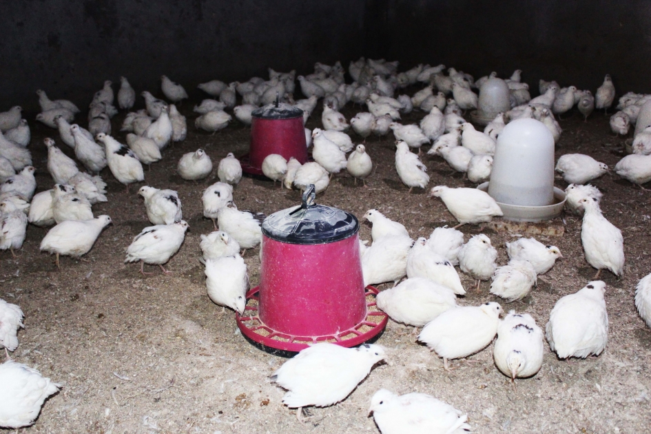 Перепелиная история