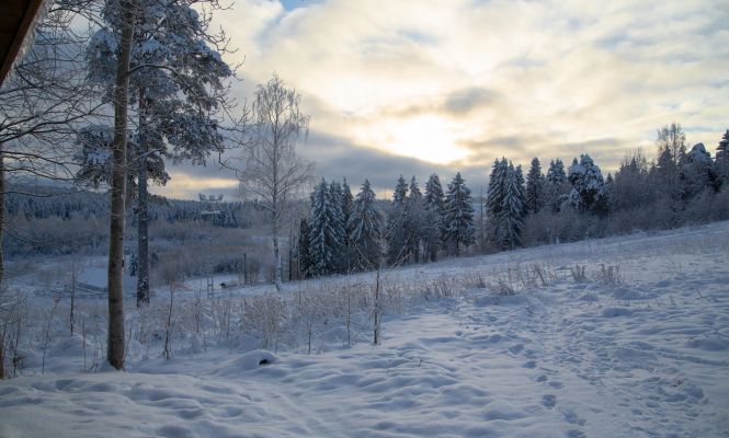 В России задержан преступник, скрывавшийся в тайге восемь лет