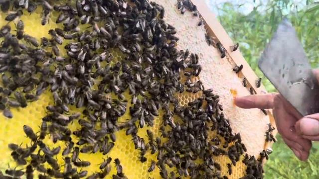 Импортировали пчел&hellip; и клеща