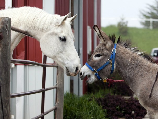 В Азербайджане уменьшается число ослов и лошадей: эксперт объяснил причины