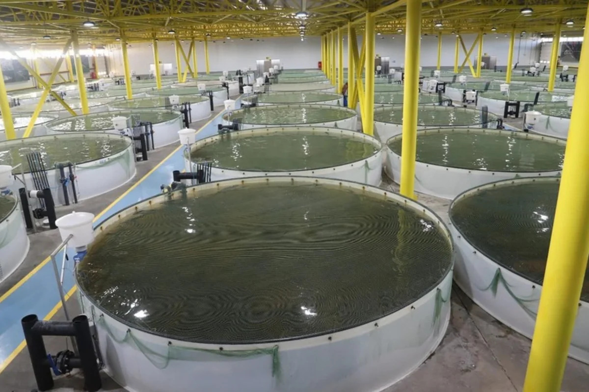 ФАО предложила Азербайджану разработать пятилетний план развития рыбного хозяйства