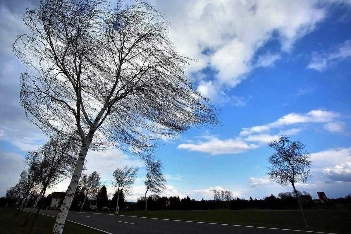 В Азербайджане из-за ожидаемого сильного ветра объявлено желтое предупреждение
