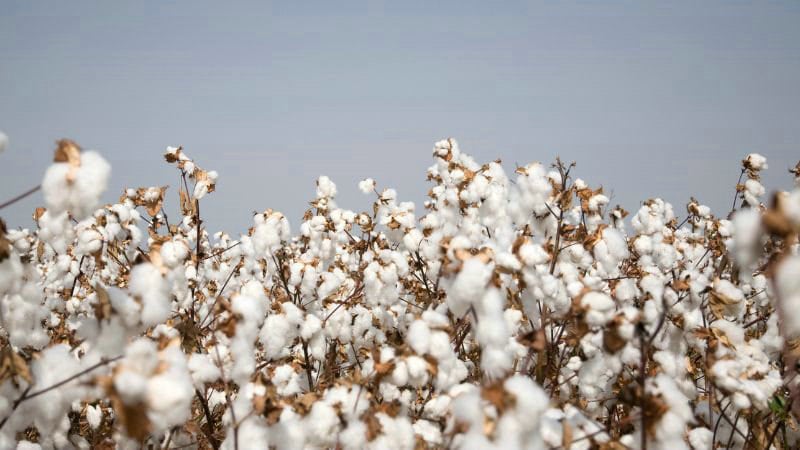 Азербайджан увеличил доходы от экспорта хлопка