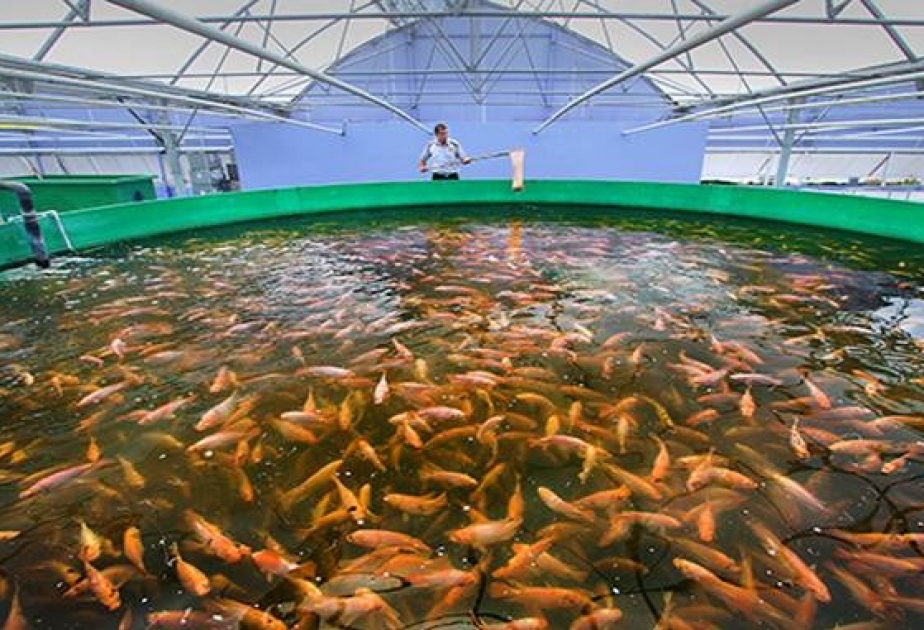 Ставка на рыбу