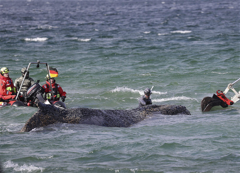 Горбатый кит Тимми вновь застрял на мелководье Висмарского залива
