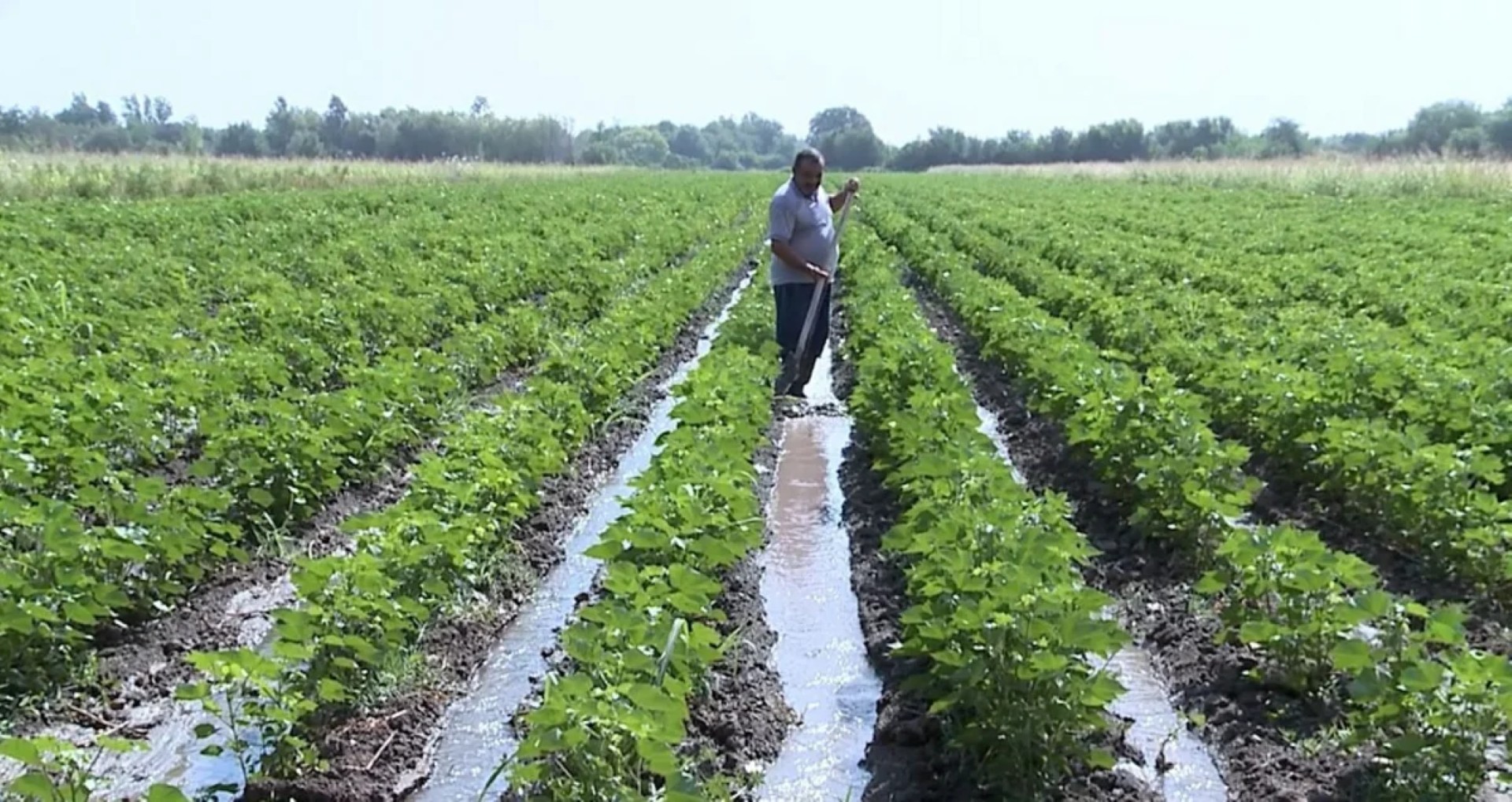 
Сильные дожди в Азербайджане нанесли ущерб около 2100 гектарам посевных площадей