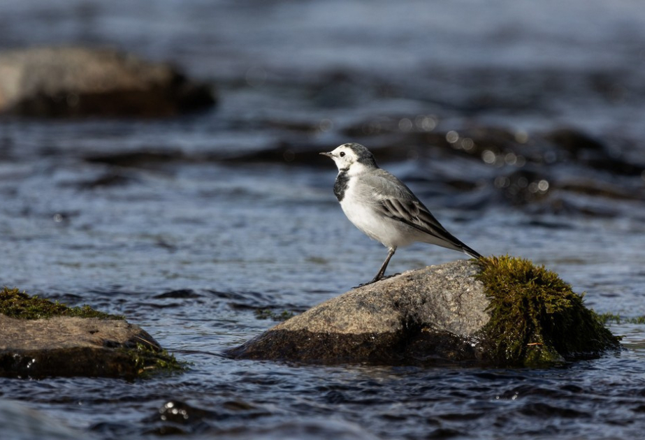 Орнитолог: В Азербайджане зафиксирован новый подвид белой трясогузки