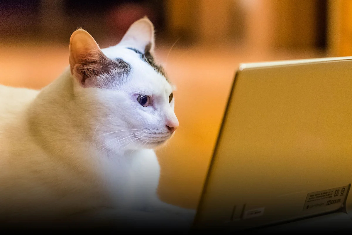 В Китае запустили телеканал специально для домашних животных