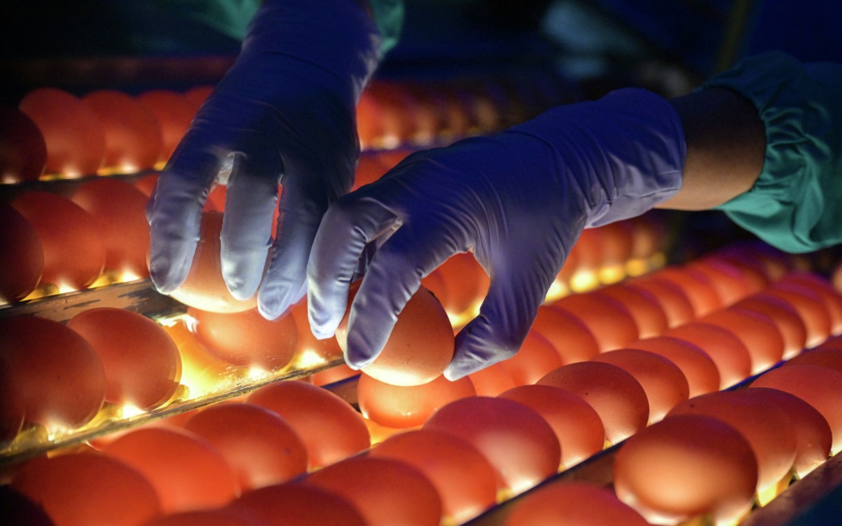 Врач опровергла миф об опасности холестерина в куриных яйцах