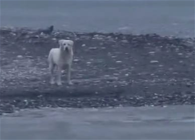 Сочинский пес выжил в бушующем море и ищет новую семью