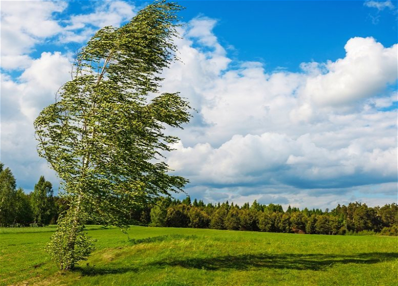 Объявлены желтое и оранжевое предупреждения в связи с ветреной погодой