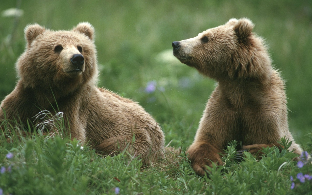 Под Волгоградом появится парк конфискованных бурых медведей