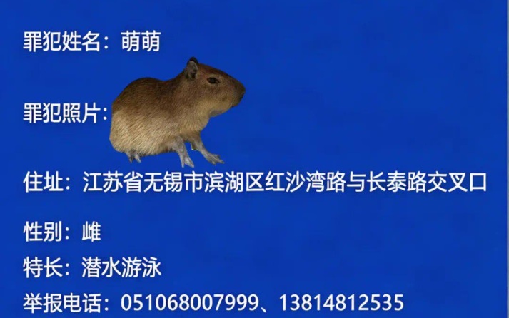 Ботанический сад в Китае заплатит 115 тыс. руб. за поимку капибары-"преступницы"