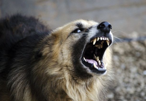 В Билясуваре жители пострадали от бездомных собак, власти обещали принять меры