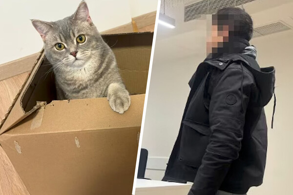 Мужчина отправил кота почтой в коробке без еды и воды