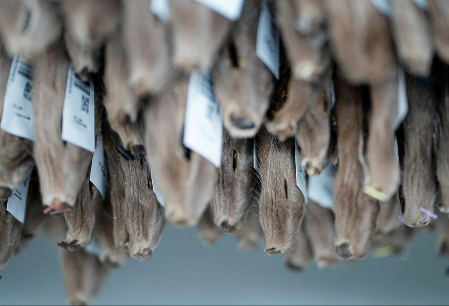 
Финляндия идёт против тренда и наращивает торговлю мехом