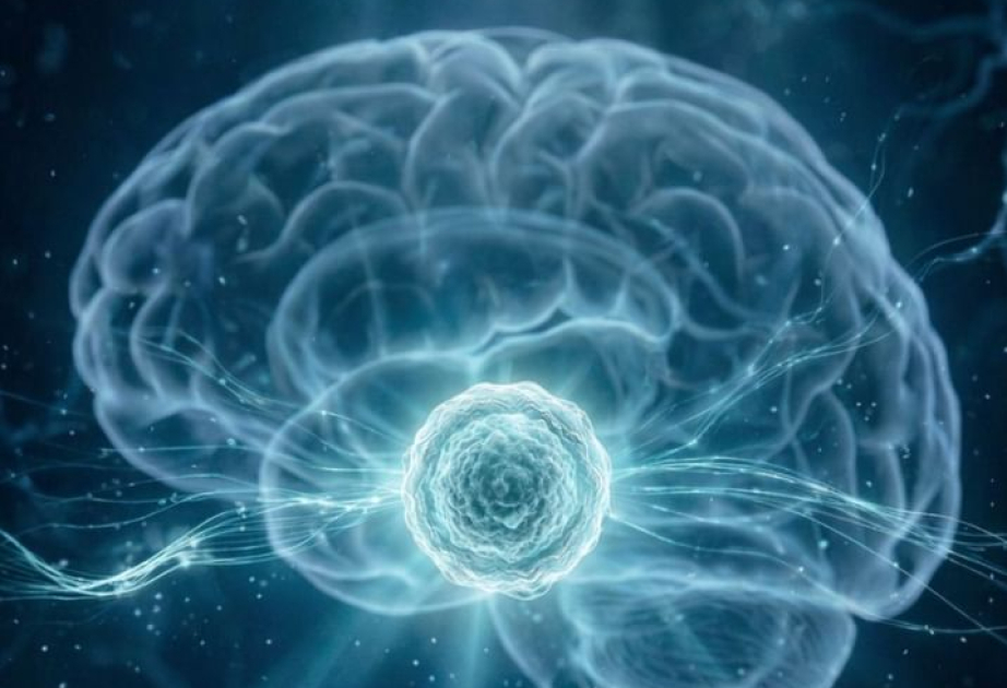 
Научный прорыв в Абу-Даби: собственные клетки пациента превращают в нейроны