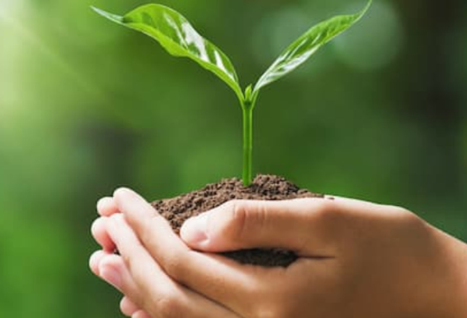 
В БГУ изучают влияние солевого стресса на растения