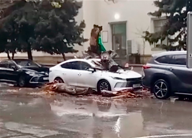 В центре Баку дерево рухнуло на автомобиль