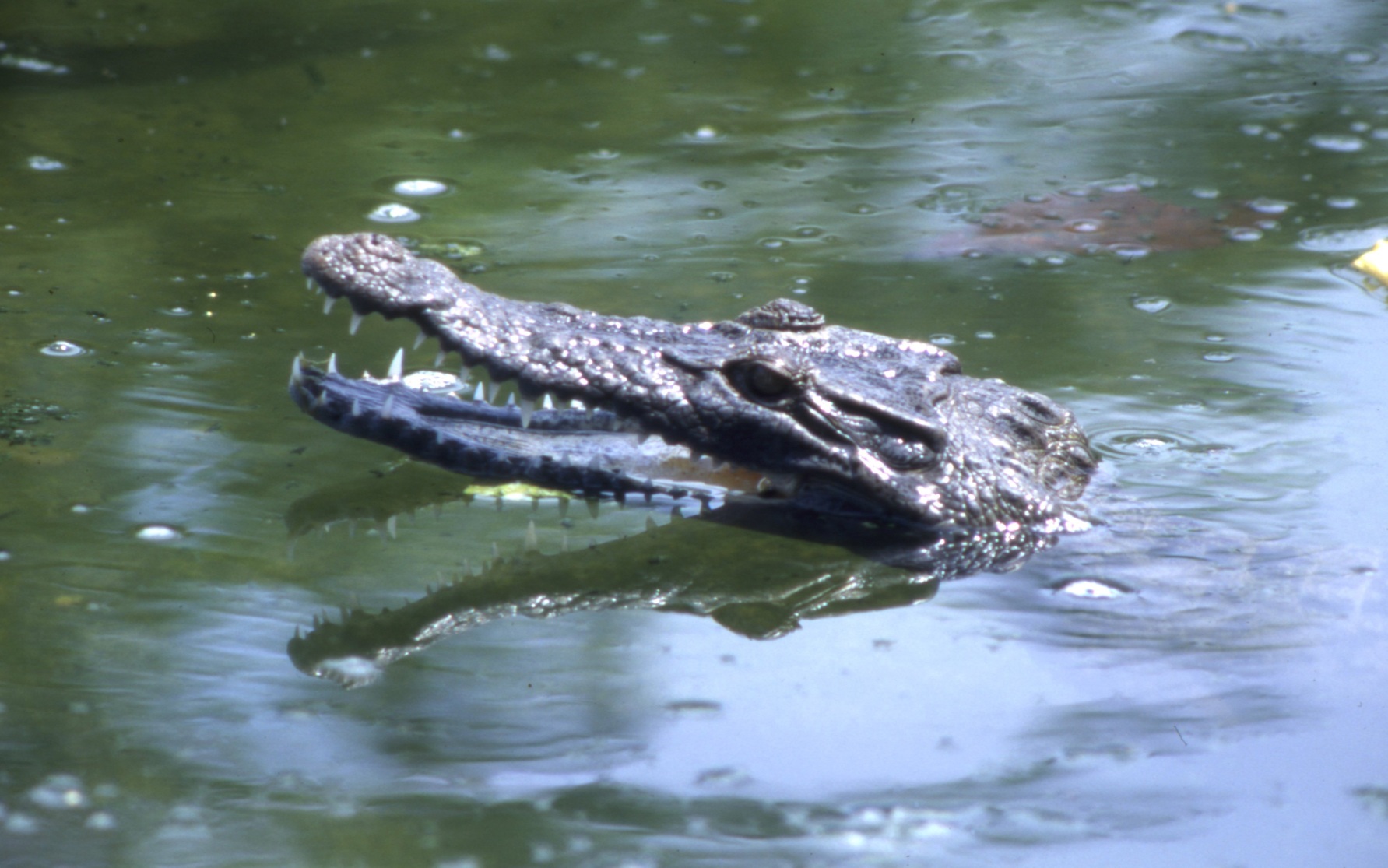 Индия может начать использовать крокодилов и змей для защиты границы