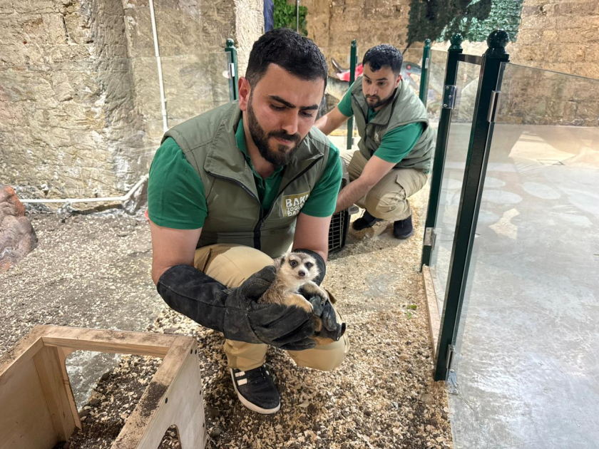 Спасены незаконно содержащиеся дикие животные