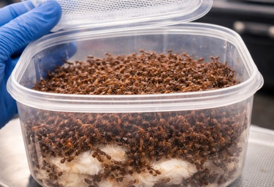 
Контрабанда насекомых: Попытка незаконного вывоза cвыше 2 тысяч муравьев через аэропорт Найроби