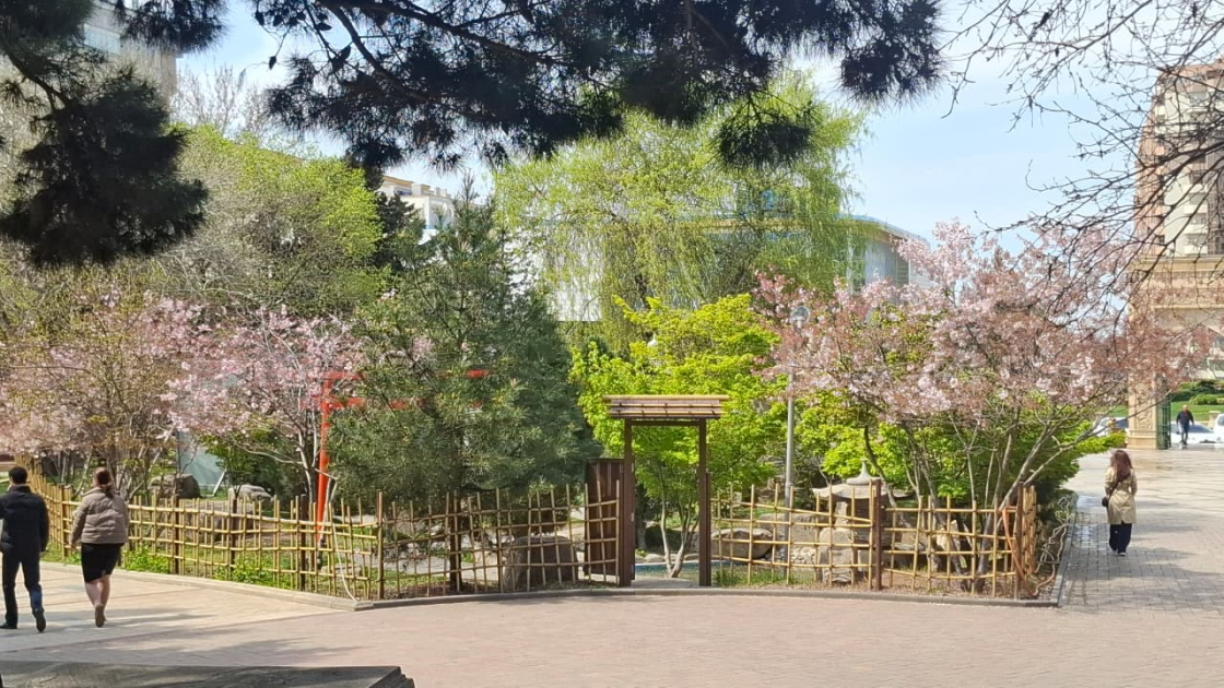 Под сенью розовоцветущей сакуры