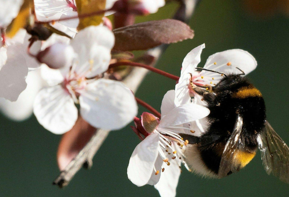 Швеция вводит новые стандарты лечения аллергии