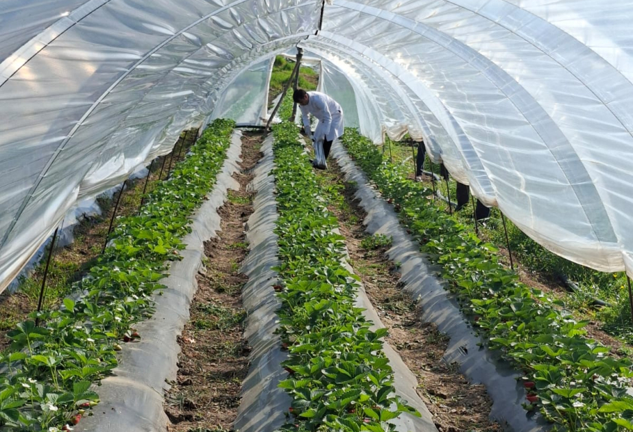 В Джалилабаде проведен мониторинг клубничного хозяйства