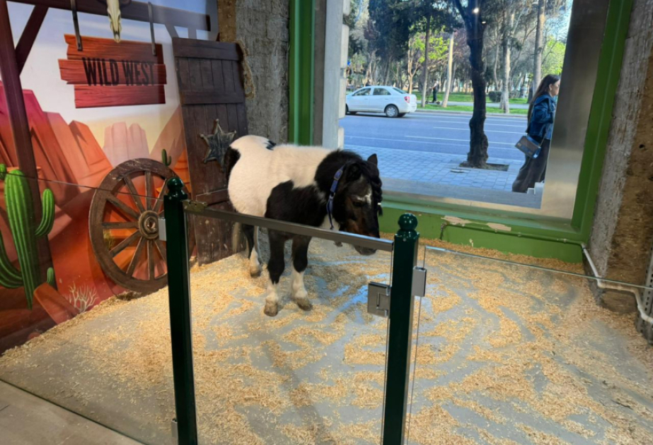 Имеют ли право рестораны и кафе Азербайджана содержать диких животных?