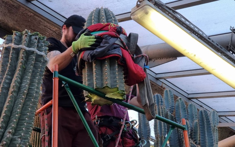 В ботаническом саду Петербурга срезали макушку кактусу, пережившему блокаду