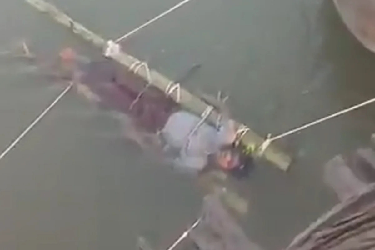 12 часов в реке вместо больницы: в Индии подросток погиб после укуса змеи