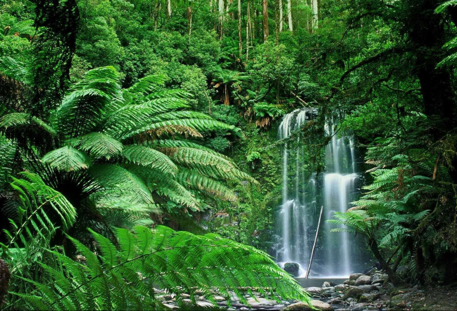 
Тропические леса восстанавливают до 90% биоразнообразия за несколько десятилетий