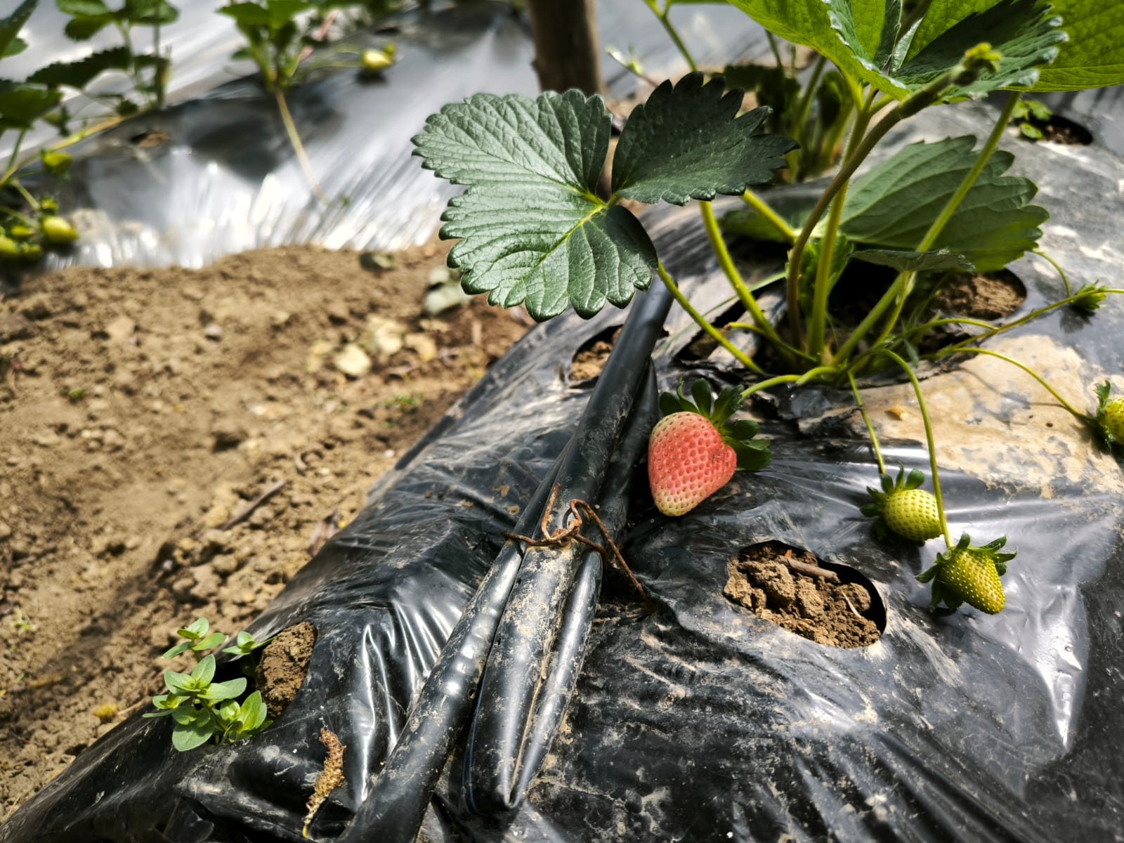 Вкус под защитой 