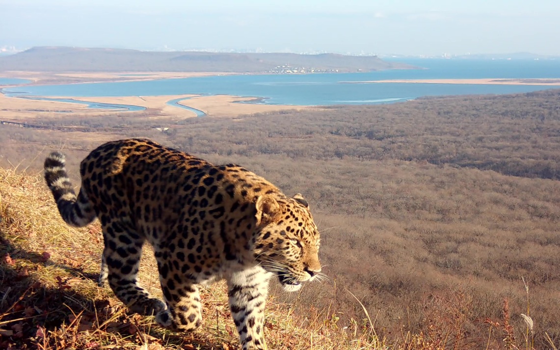 Котенку из семьи дальневосточных леопардов выбрали имя