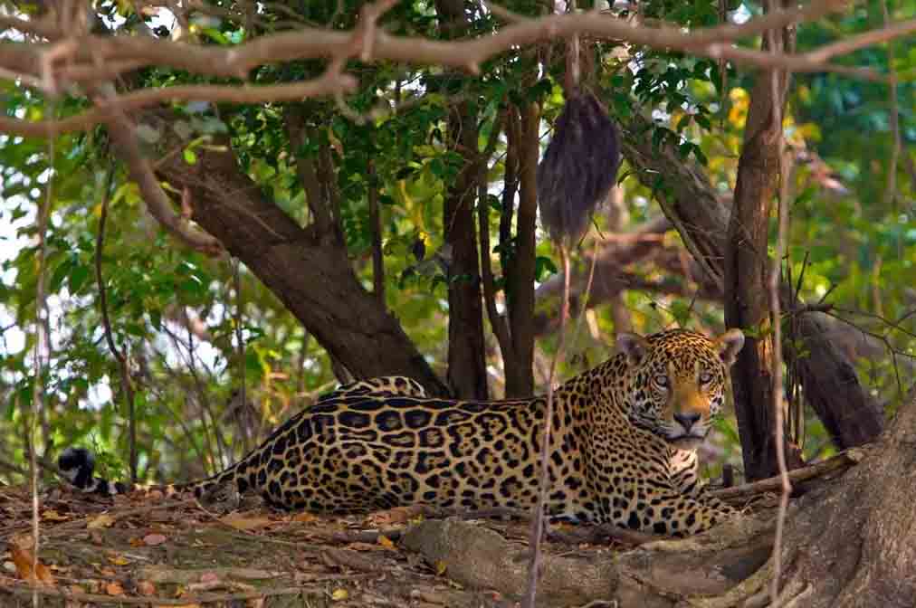 Ягуара впервые за десятилетие обнаружили в Гондурасе