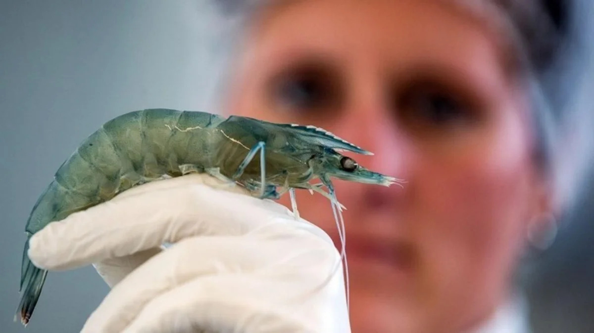 В Китае в морепродуктах обнаружили вызывающий слепоту вирус