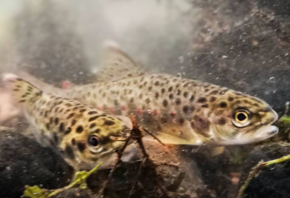 Аномальная весна угрожает природе Финляндии