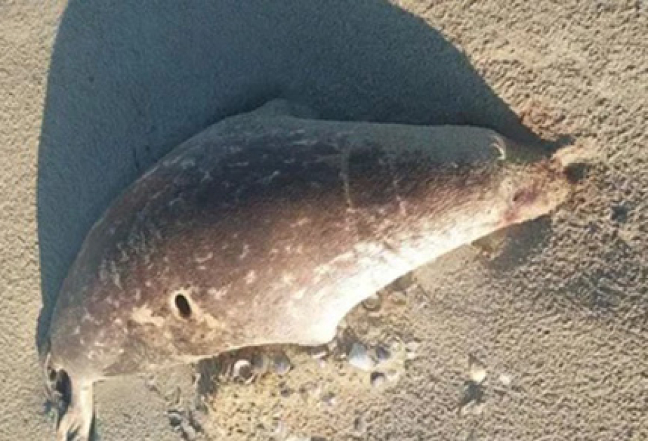 
На побережье Каспия в Казахстане обнаружены около 100 мертвых тюленей