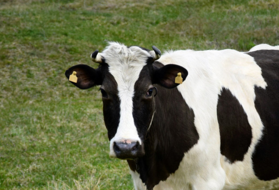 Будет введено ограничение на допуск неидентифицированных животных на рынки