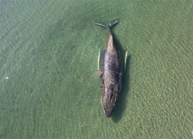 У застрявшего в Германии кита кожная инфекция, но он впервые сдвинулся с места