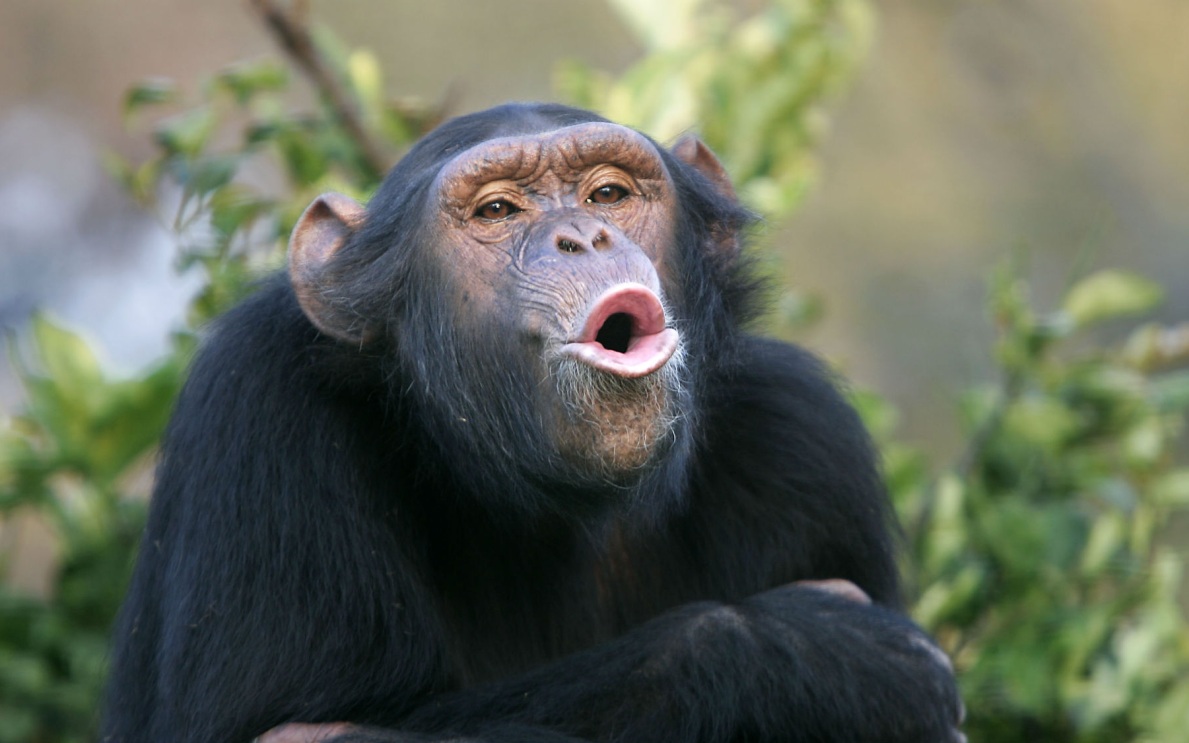В Уганде началась &laquo;гражданская война&raquo; между группами шимпанзе